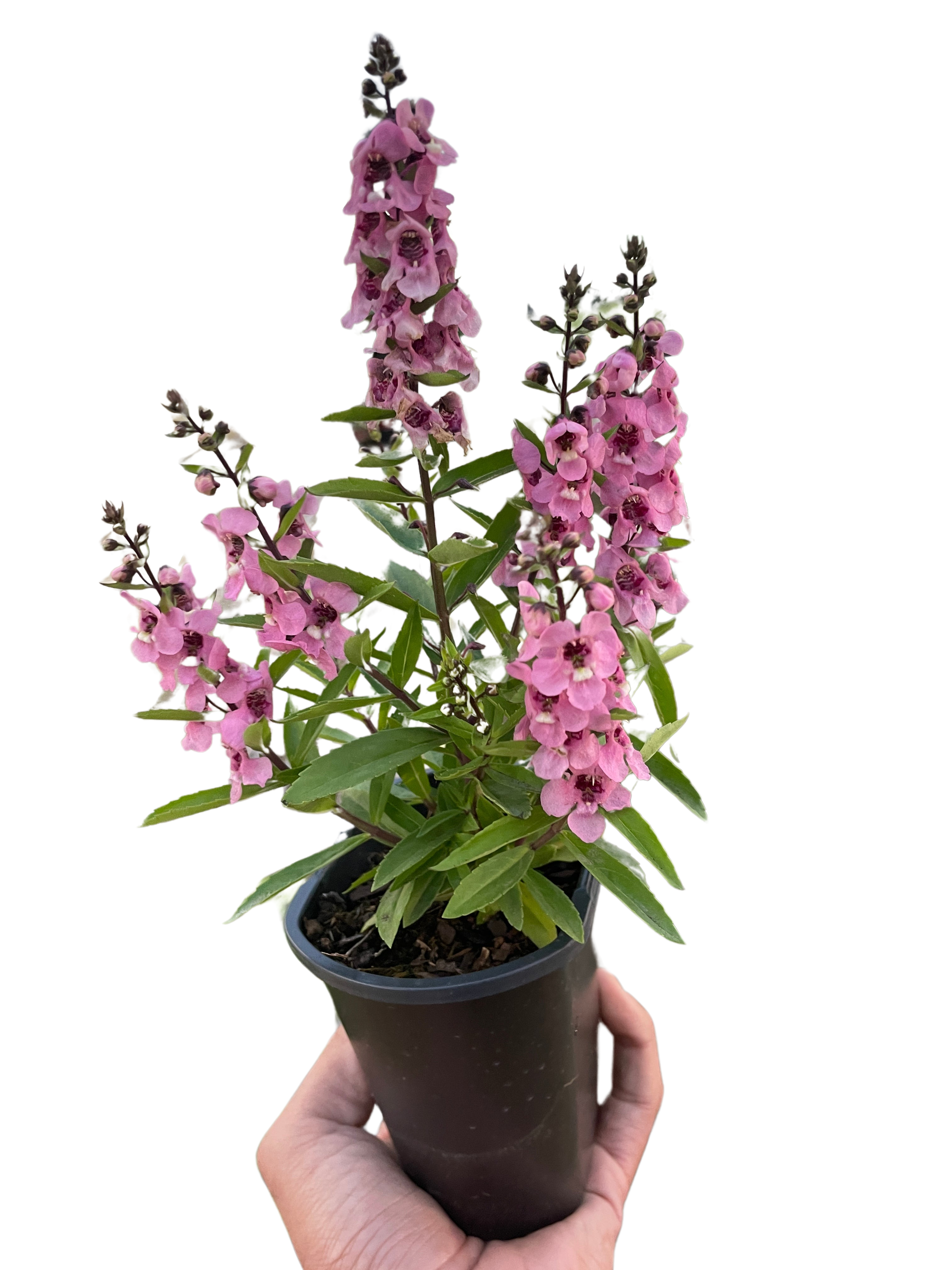 Angelonia