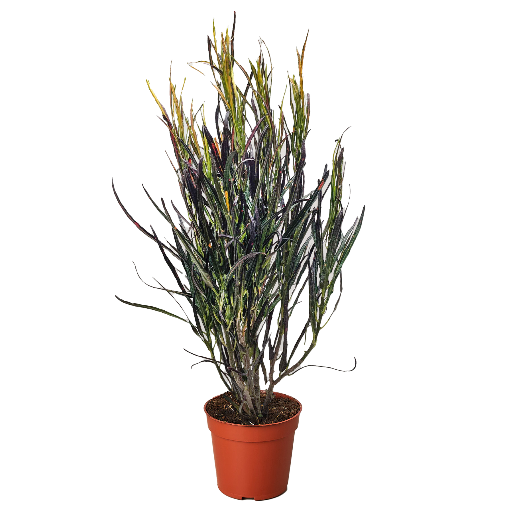 Croton 'Picasso'