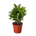 Crown of Thorns