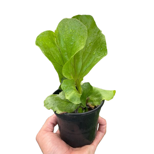Fern 'Elephant'