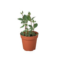 Peperomia 'Parallel' - 4" Pot - NURSERY POT ONLY