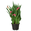 Calla Lily