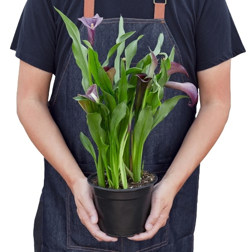 Calla Lily