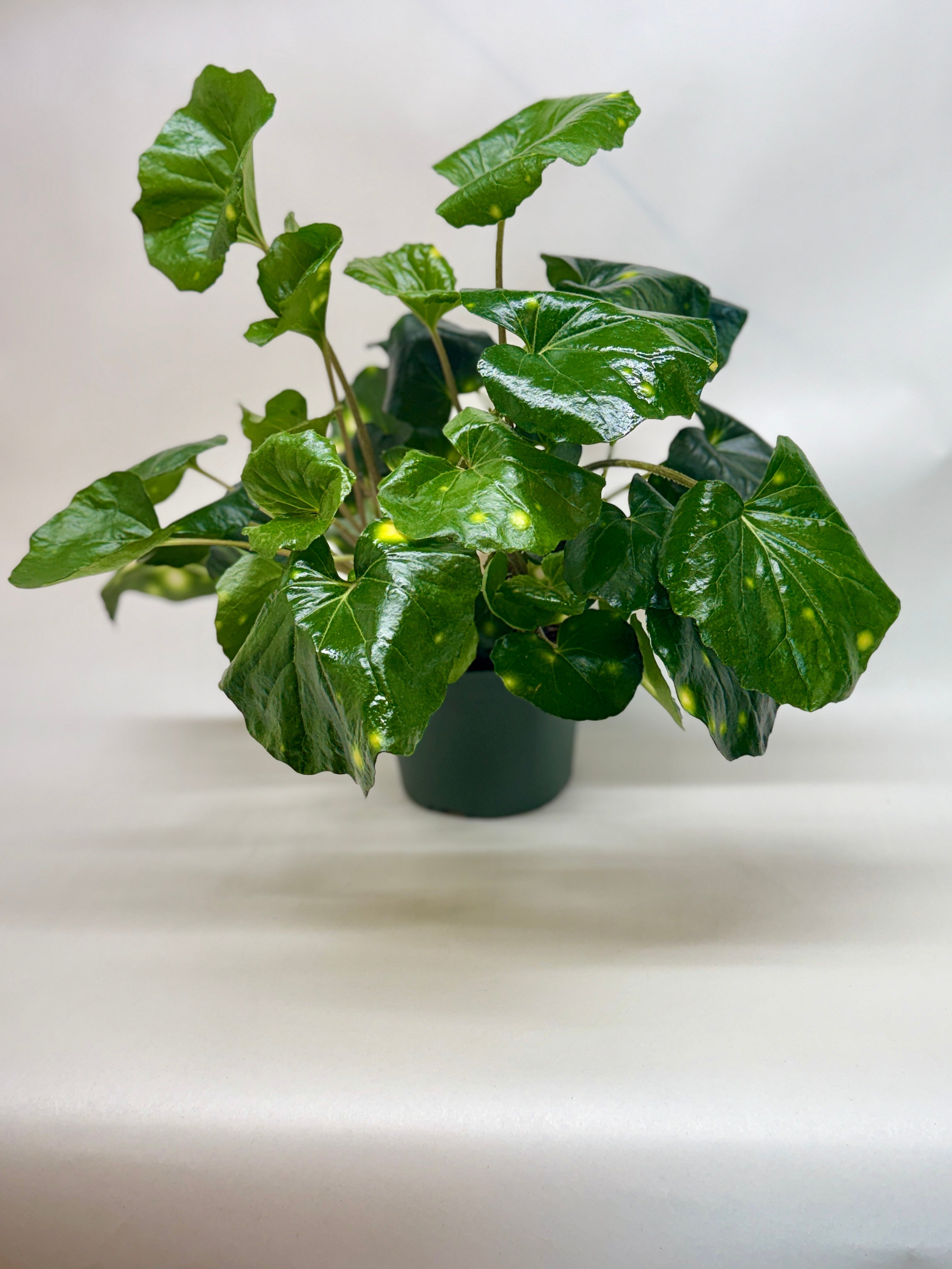 Farfugium Firefly