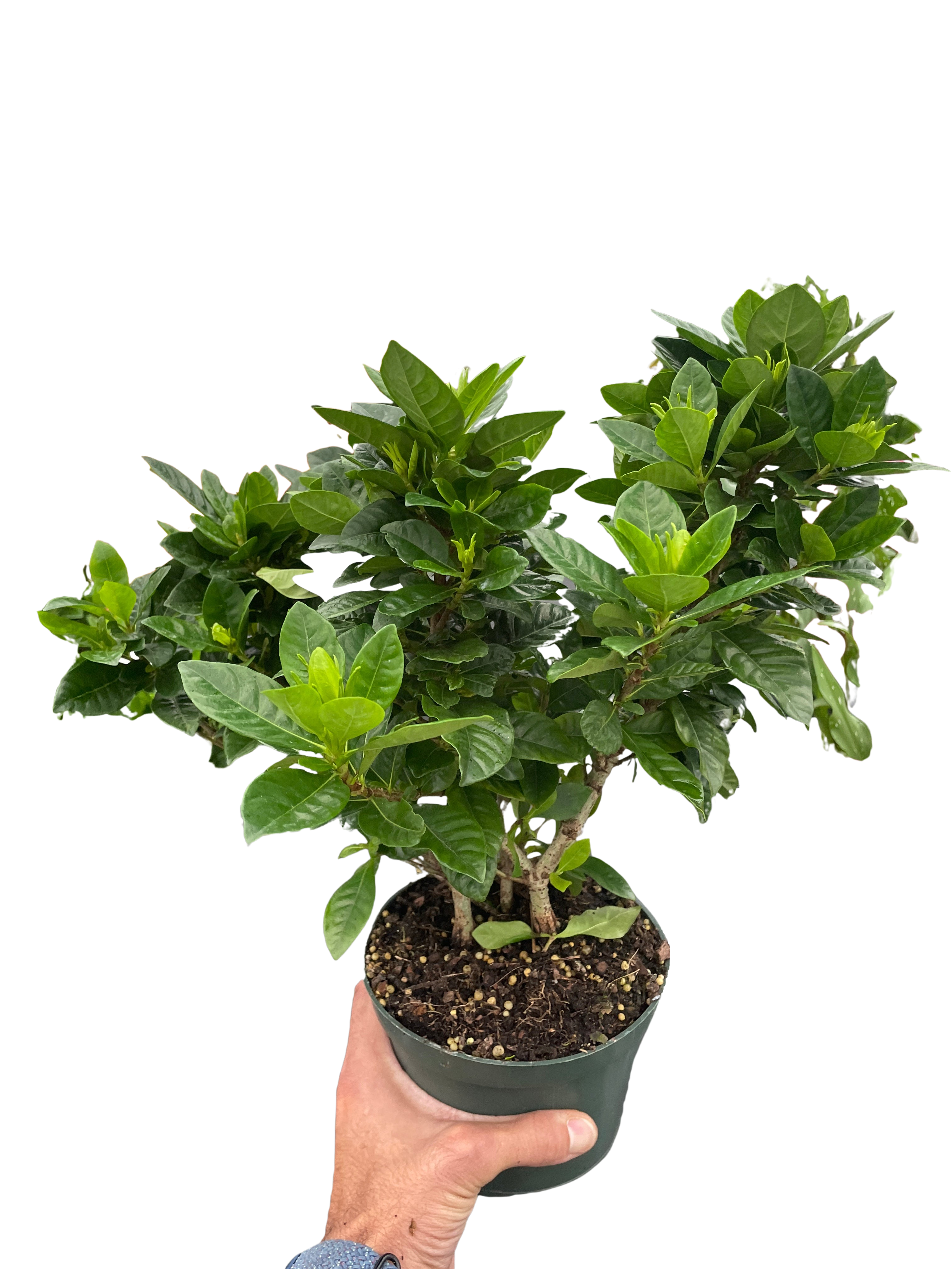 Gardenia 'Bush'