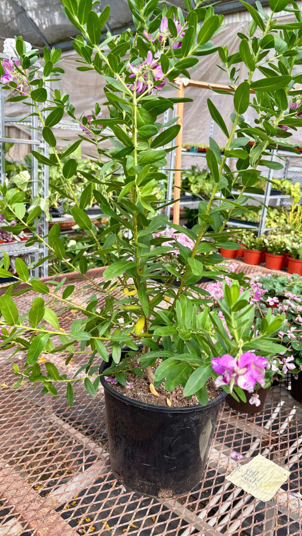 Polygala 'Grandiflora'