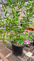 Polygala 'Grandiflora'