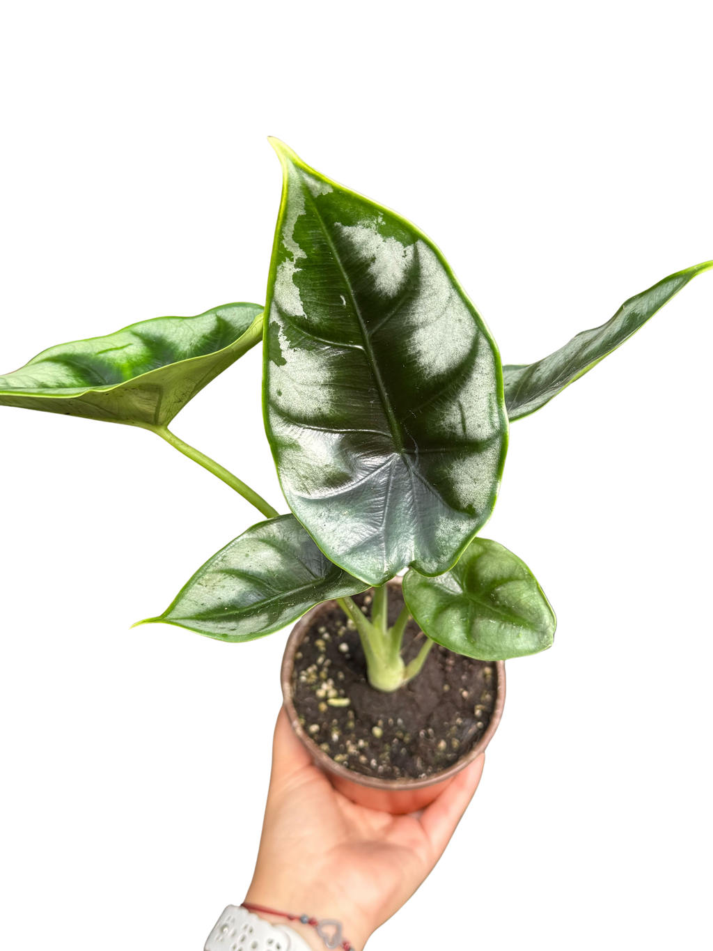 Alocasia 'Reversa'