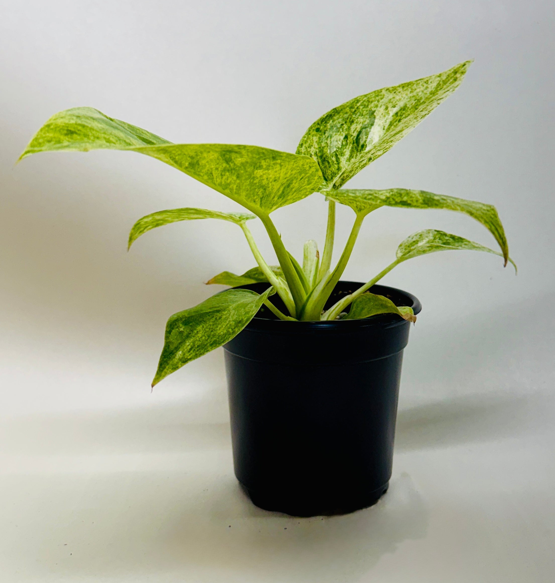 Philodendron 'Blizzard'