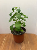 Stevia