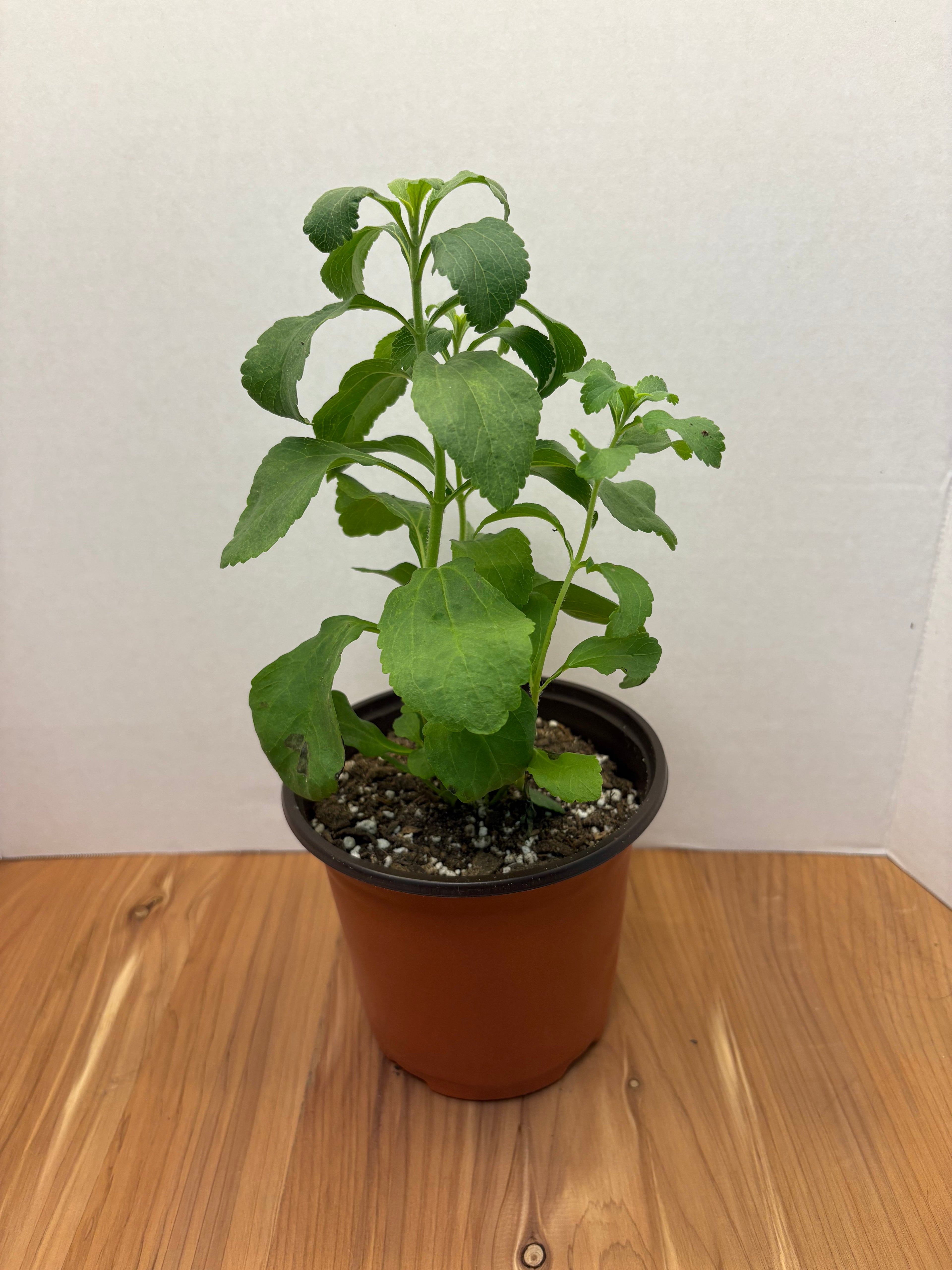 Stevia