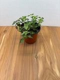 Oregano
