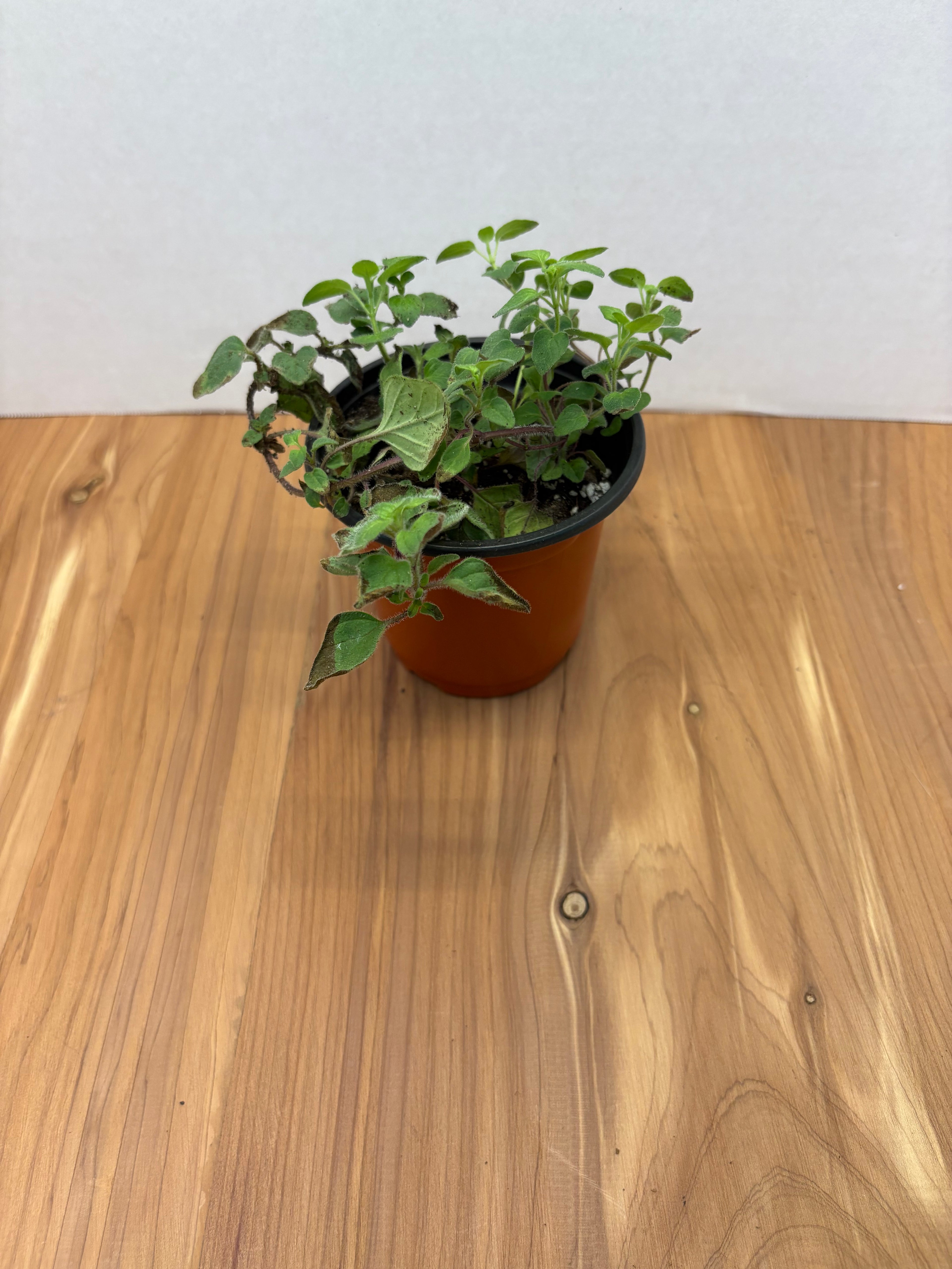 Oregano