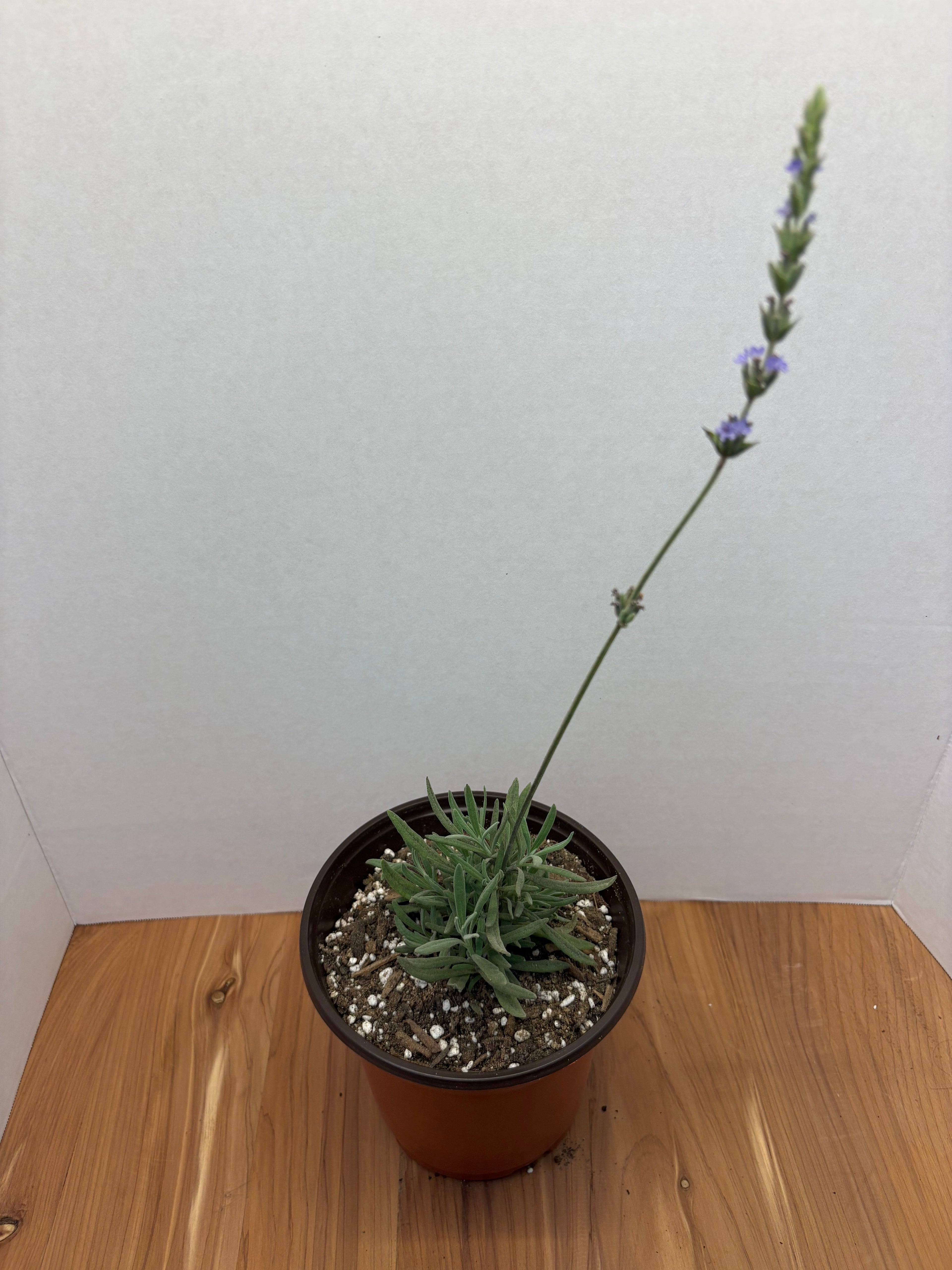 Sweet Lavender