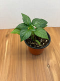 Chocolate Bell Pepper