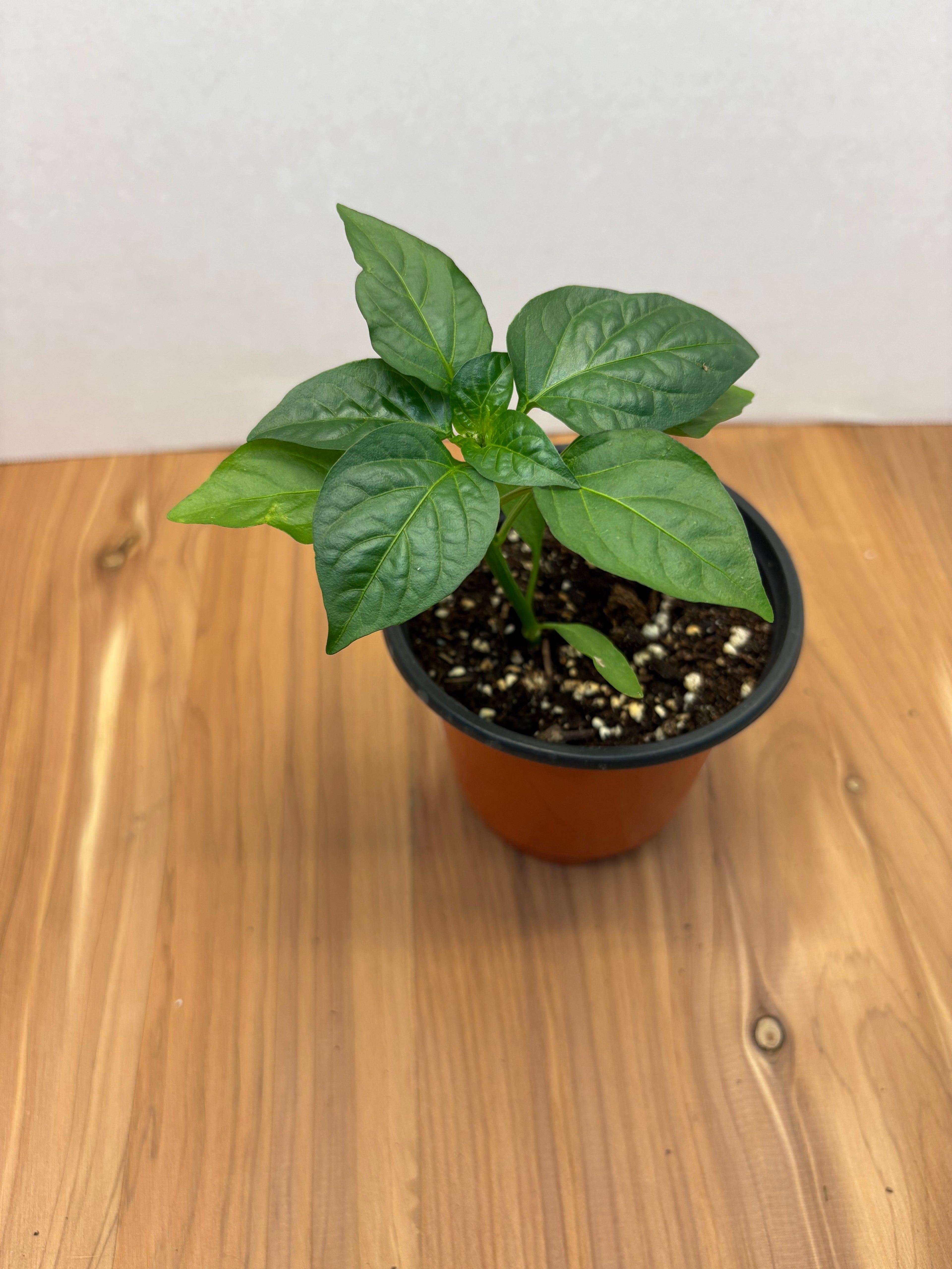 Chocolate Bell Pepper
