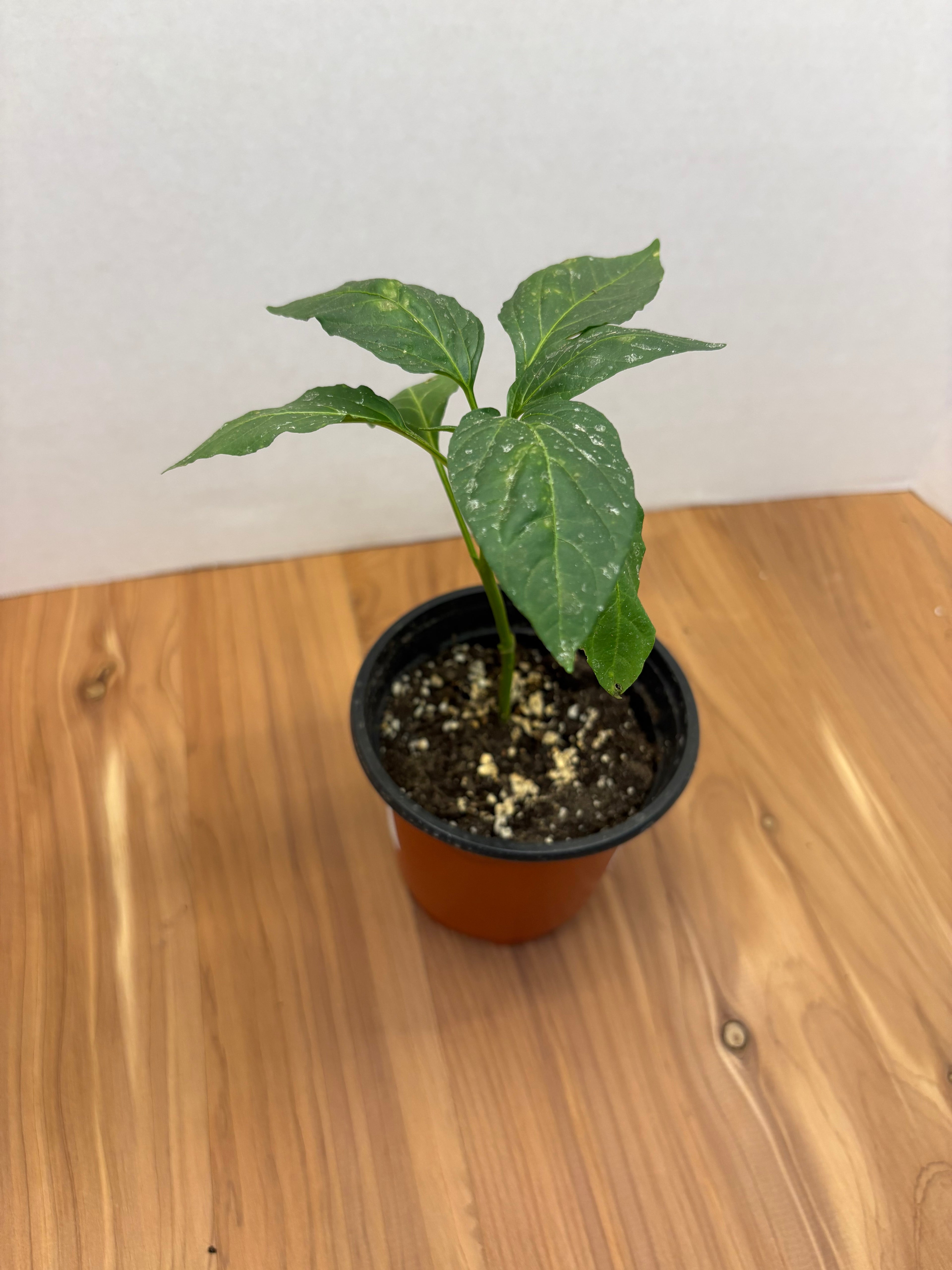 Sweet Banana Pepper