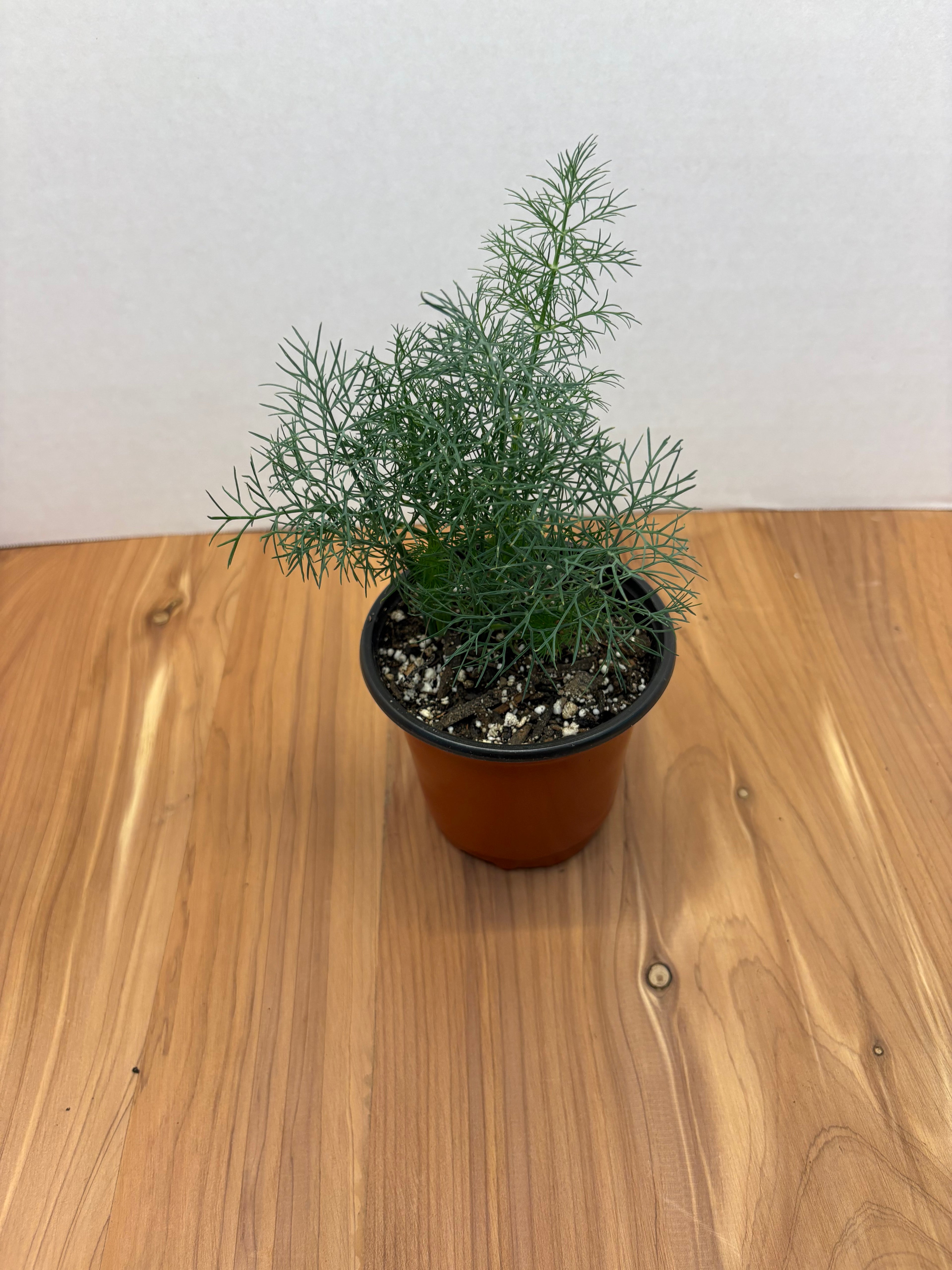 Dill