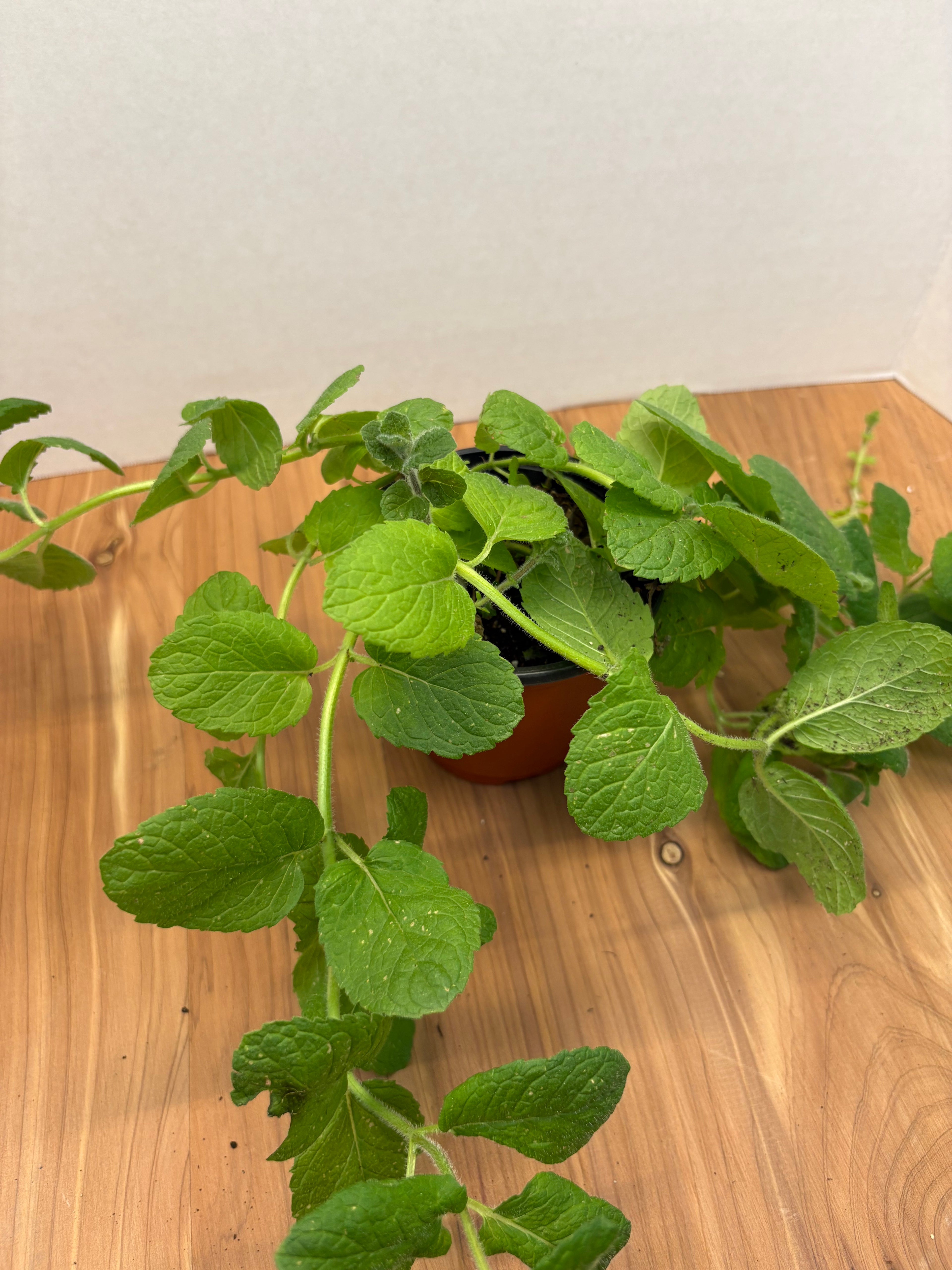 Apple Mint