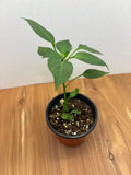 Anaheim Pepper