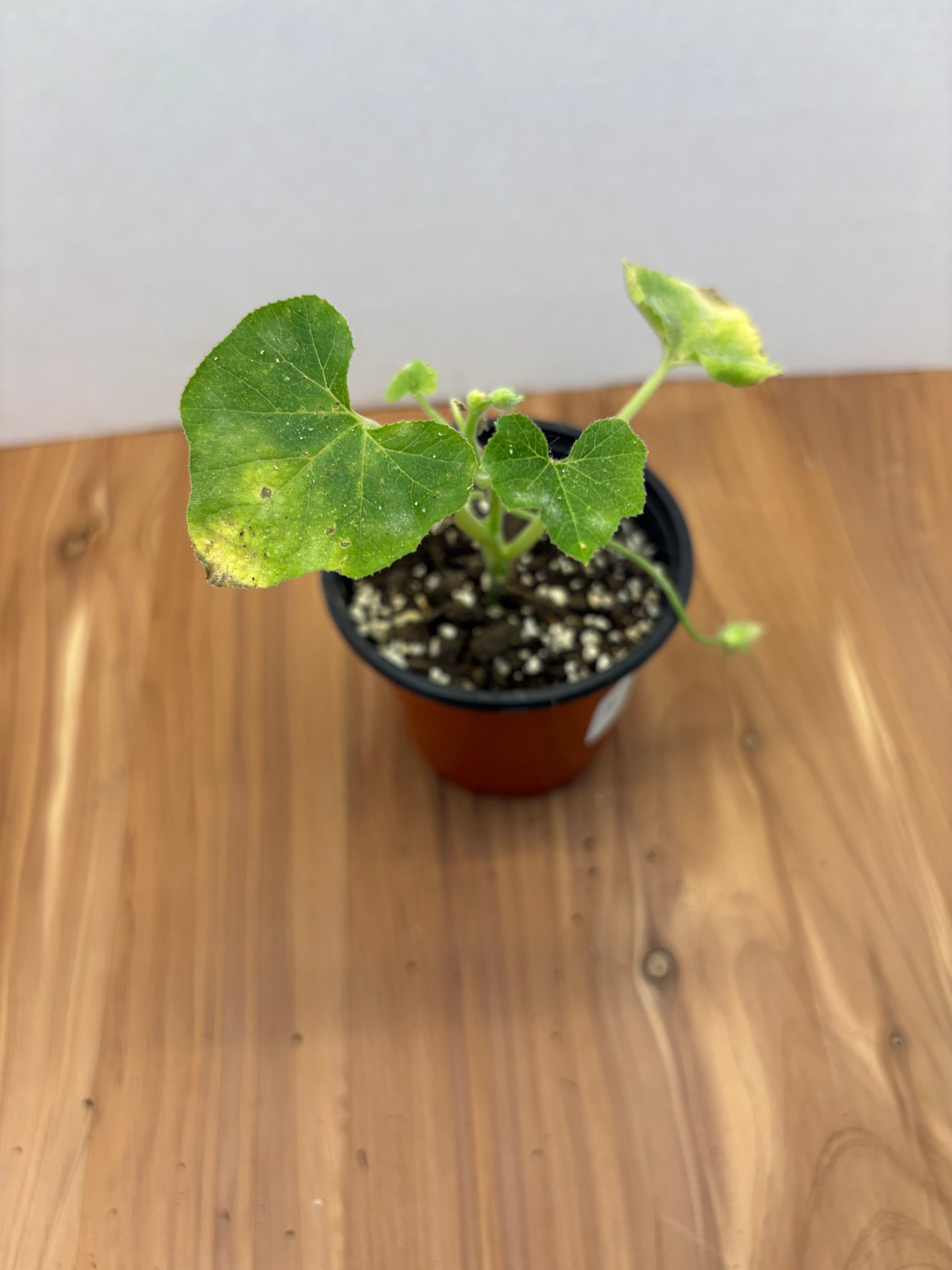 Acorn Squash