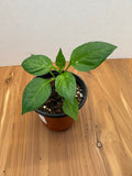 Jalapeno Pepper