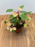 Amaranth