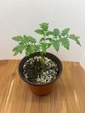Arkansas 1976 Tomato