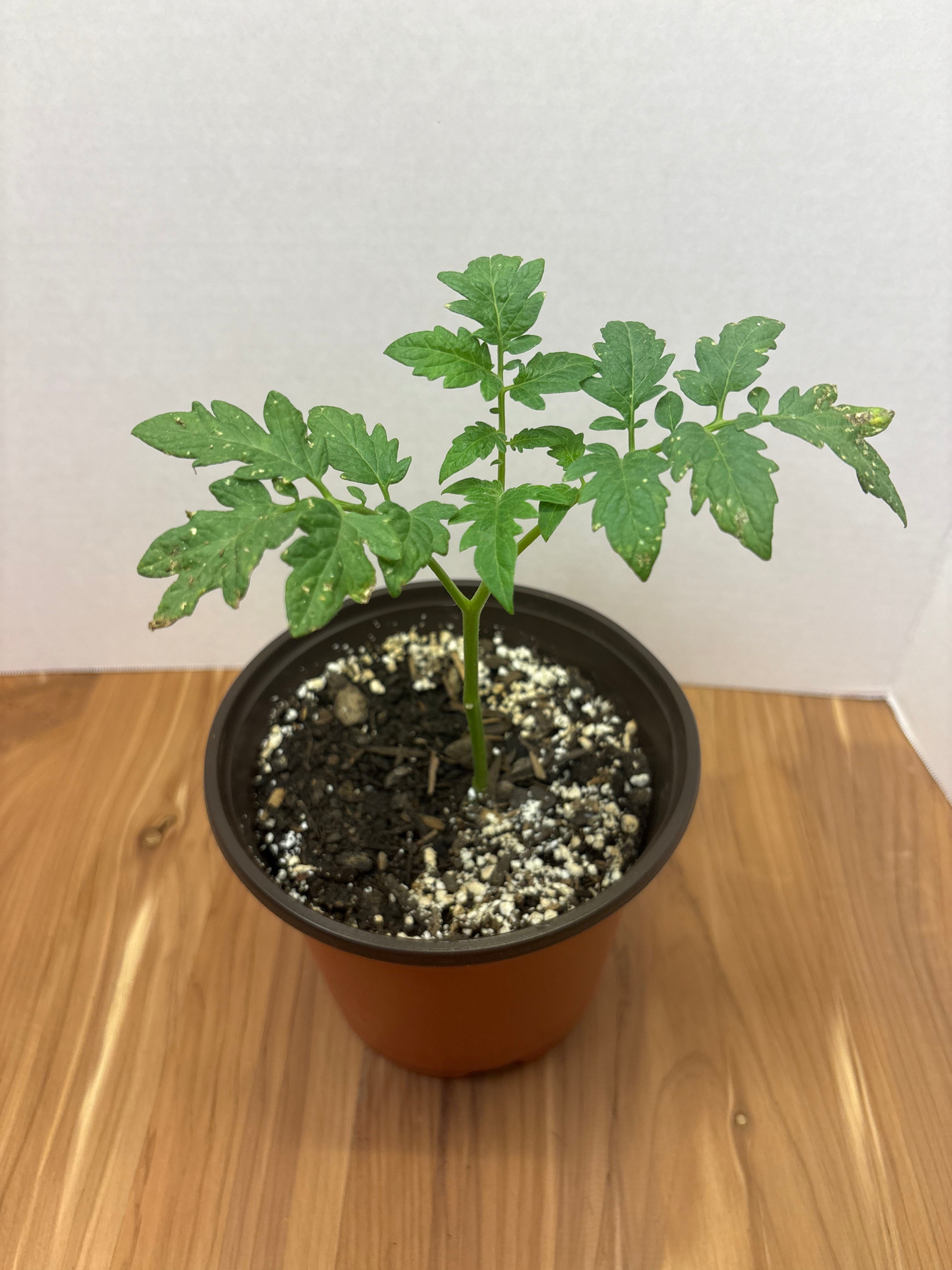 Arkansas 1976 Tomato