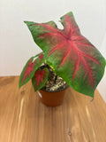 Caladium Freida