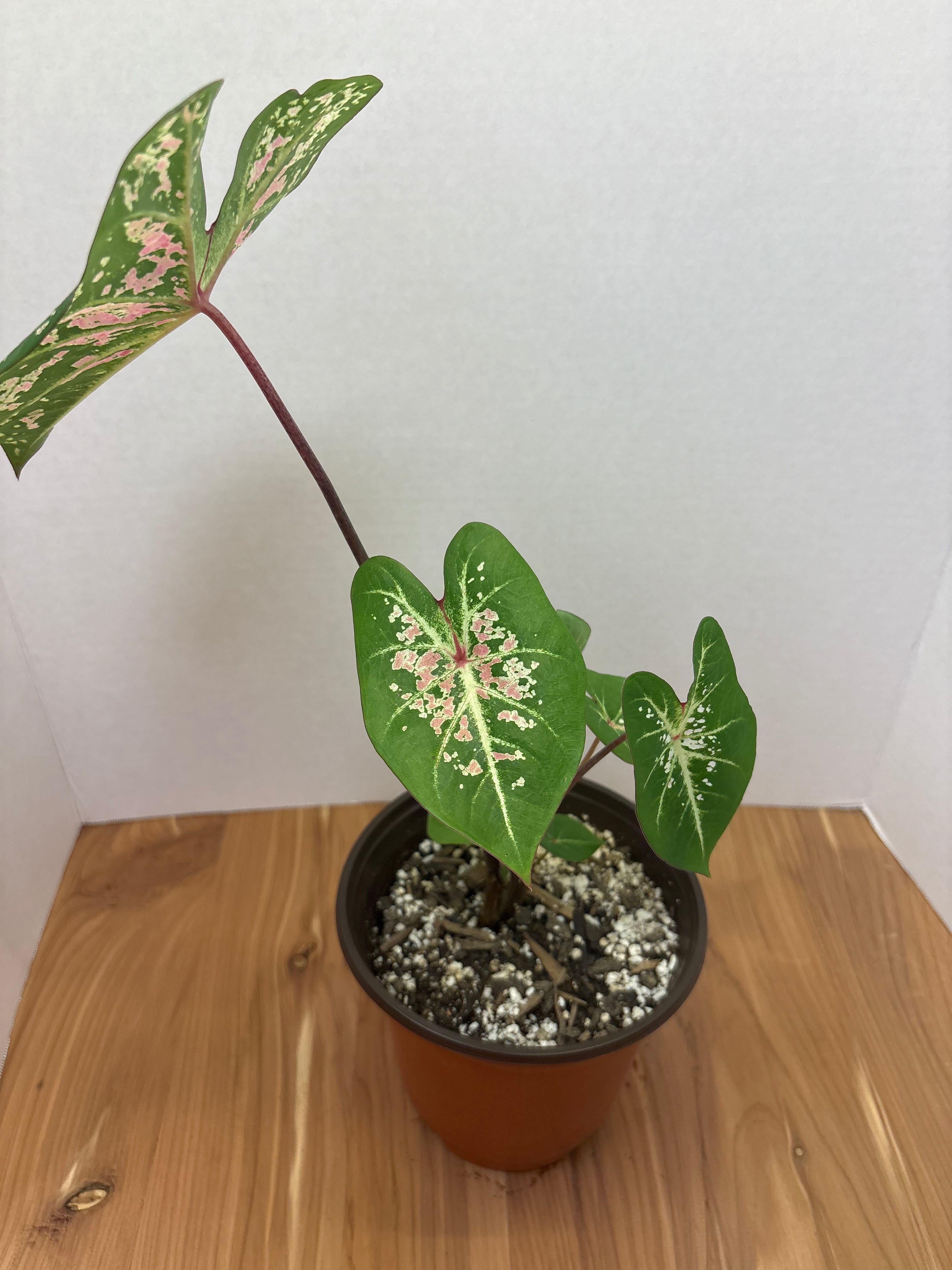 Caladium Pink Cloud