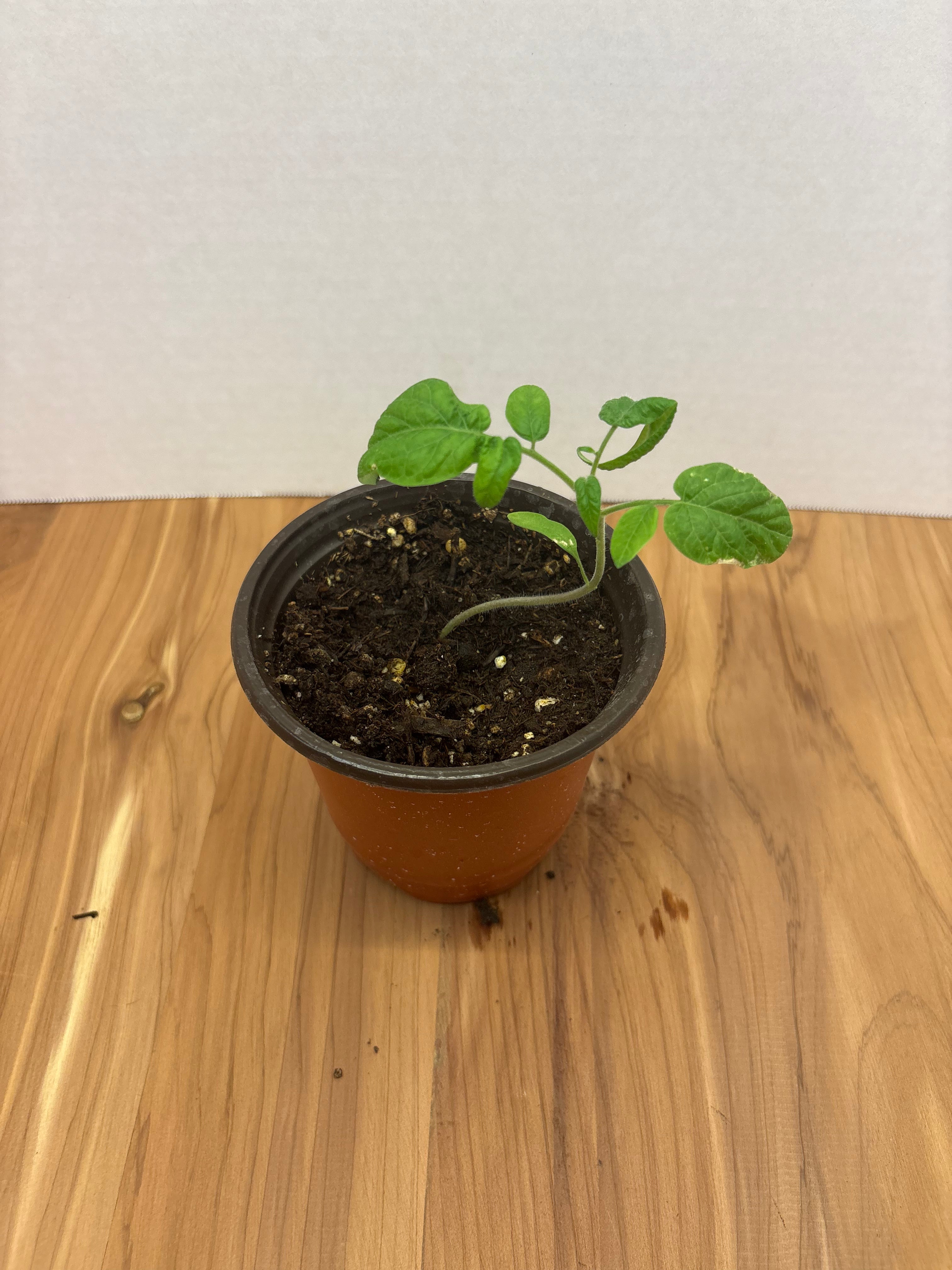 Cherry Tomato