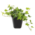English Ivy