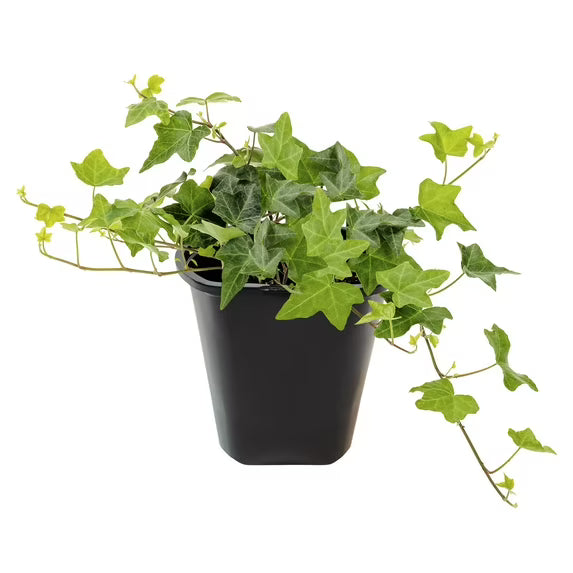 English Ivy