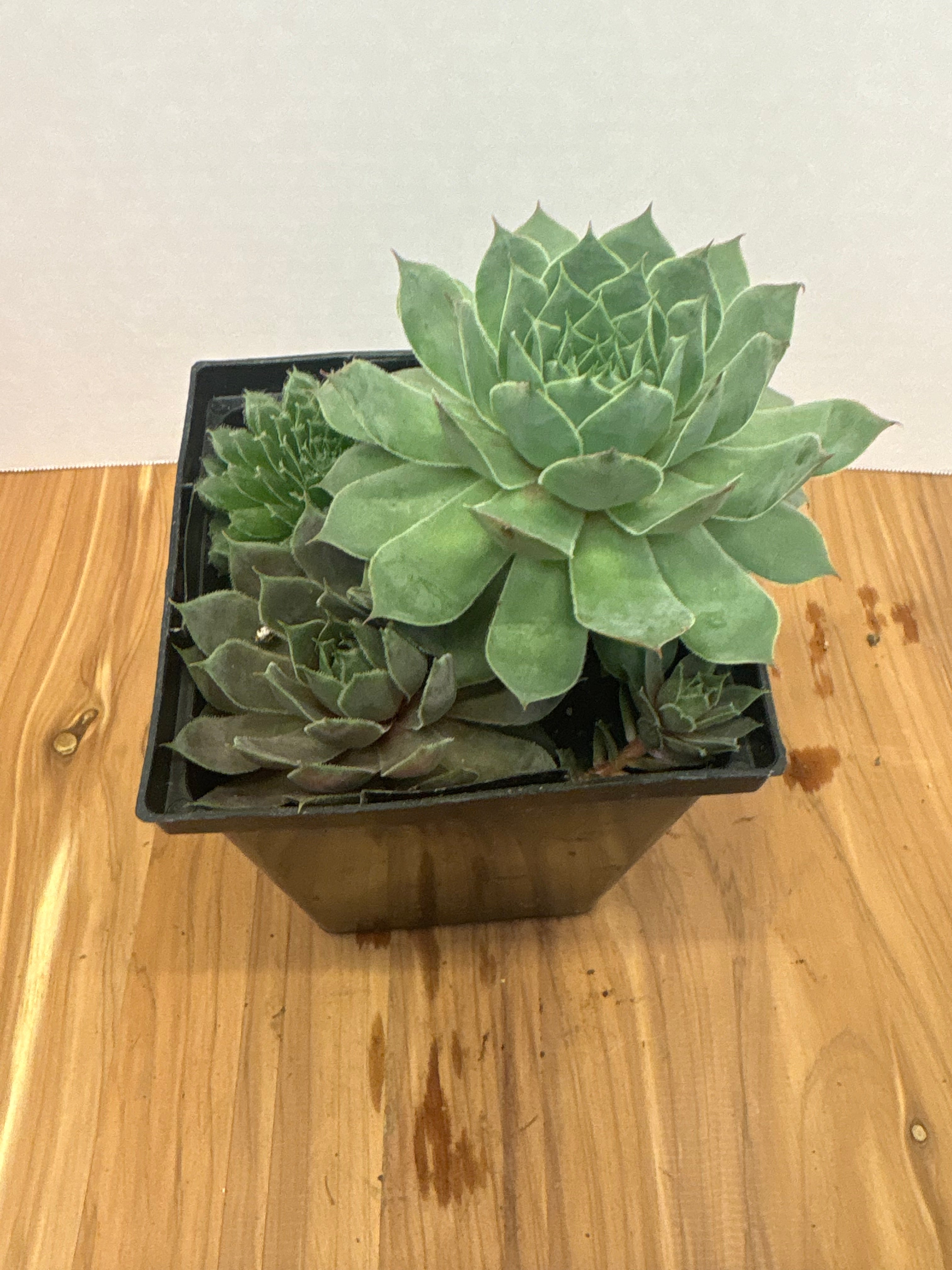 Hen and Chicks