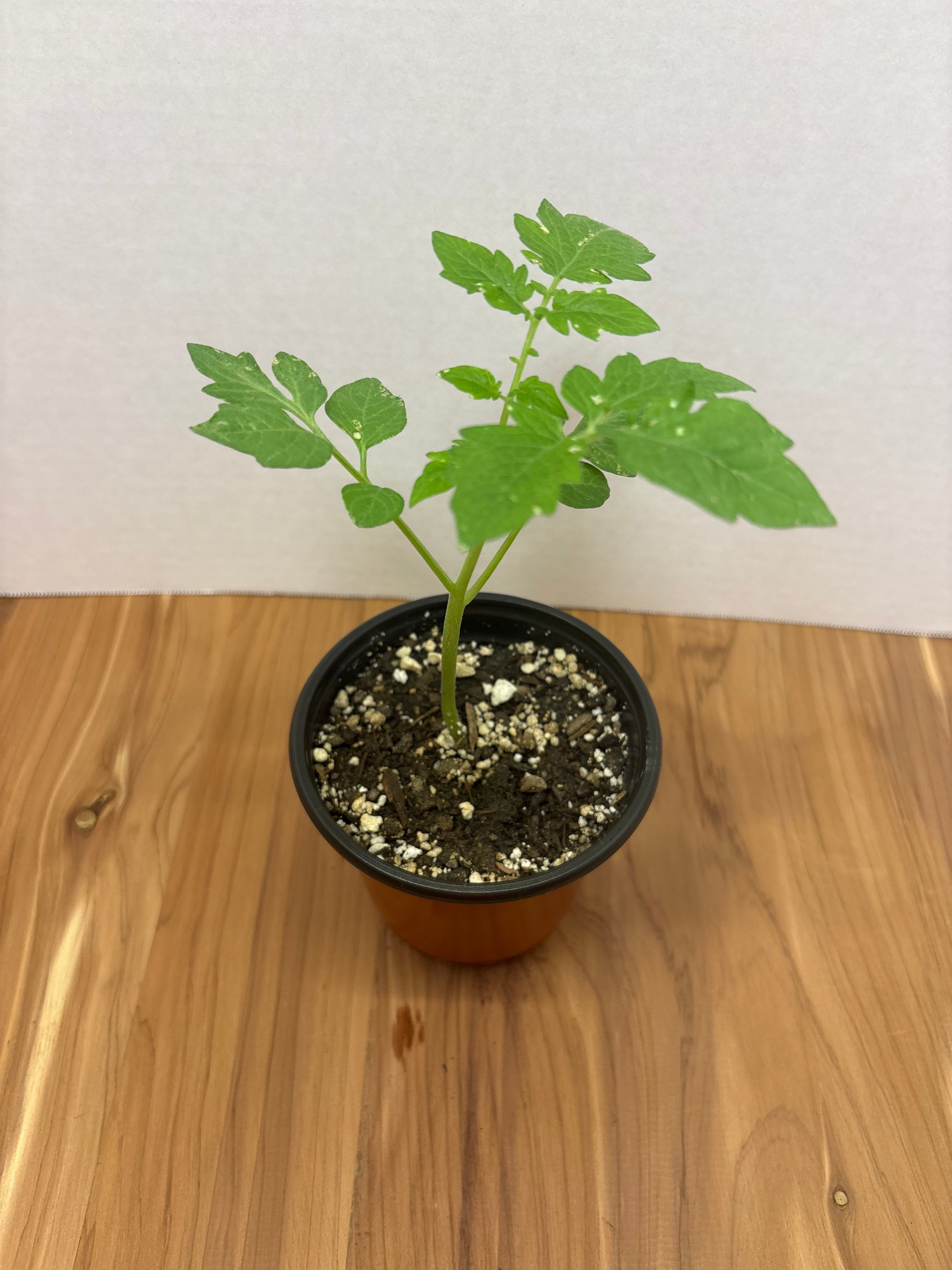 Roma Tomato