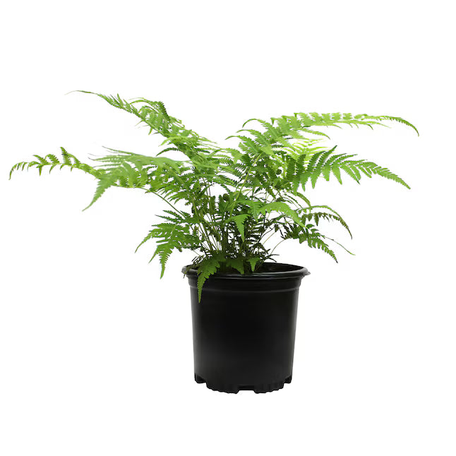 Southern Fern